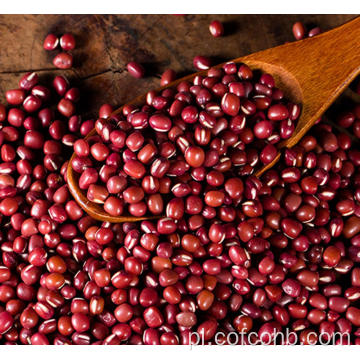 Red Bean Plant Small Red Beans